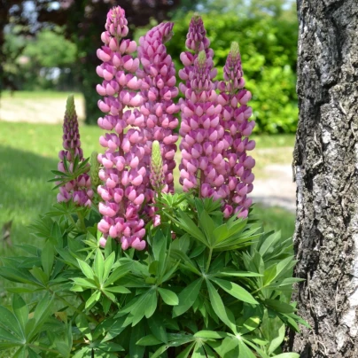 Lupina mnoholistá Mini Gallery Pure Pink - Lupinus polyphyllus - osivo lupiny - 12 ks