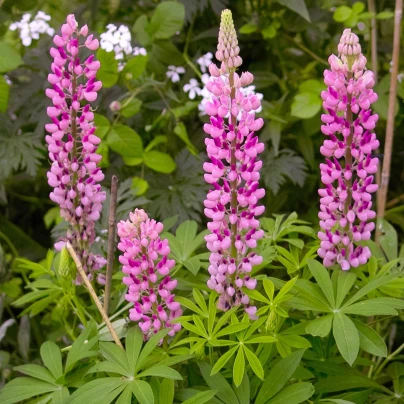 Lupina mnoholistá Gallery Pink Shades - Lupinus polyphyllus - osivo lupiny - 20 ks