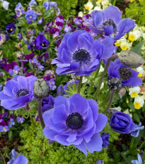 Sasanka Harmony Double Blue F1 - Anemone coronaria - osivo sasanky - 8 ks