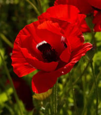 Sasanka Harmony Double Scarlet F1 - Anemone coronaria - osivo sasanky - 8 ks