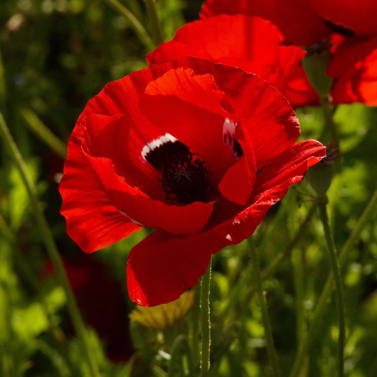 Sasanka Harmony Double Scarlet F1 - Anemone coronaria - osivo sasanky - 8 ks