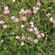 Šáter pacifický - Nevěstin závoj - Gypsophila pacifica - osivo šáteru - 100 ks