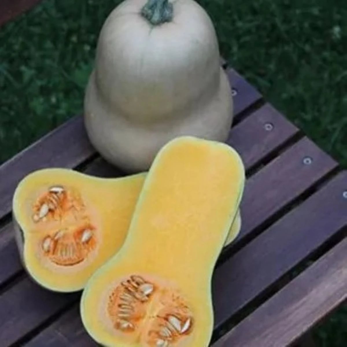 Tykev Jupiter F1 - Cucurbita pepo - osivo tykve - 6 ks