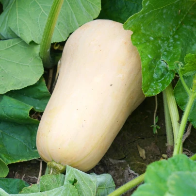 Tykev Jupiter F1 - Cucurbita pepo - osivo tykve - 6 ks