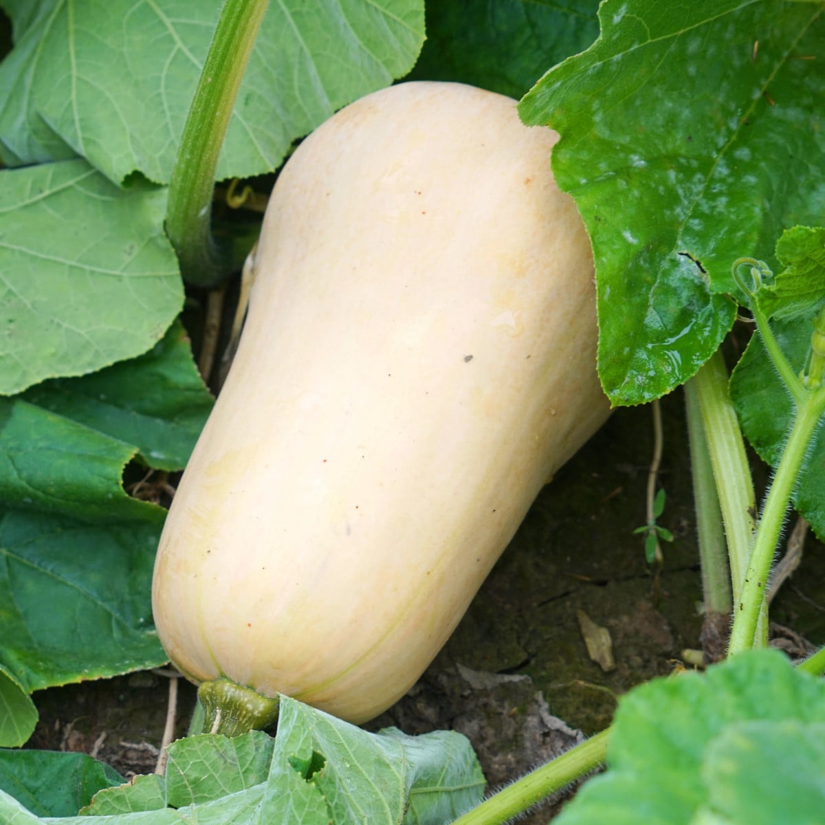 Tykev Jupiter F1 - Cucurbita pepo - osivo tykve - 6 ks