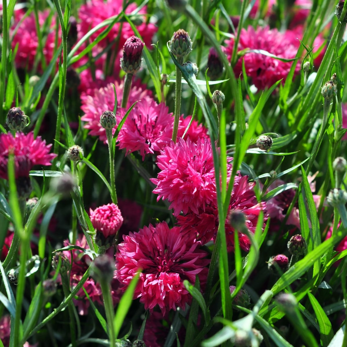 Chrpa luční Ball Red - Centaurea cyanus - osivo chrpy - 50 ks