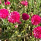 Chrpa luční Ball Red - Centaurea cyanus - osivo chrpy - 50 ks
