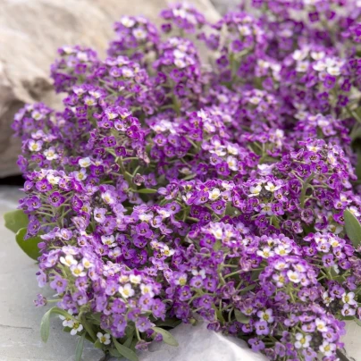 Tařicovka Aphrodite Purple - Lobularia maritima - osivo tařicovky - 50 ks