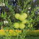 Ostnoplod Lví koule - Gomphocarpus physocarpus - osivo ostnoplodu - 30 ks