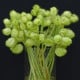 Ostnoplod Lví koule - Gomphocarpus physocarpus - osivo ostnoplodu - 30 ks
