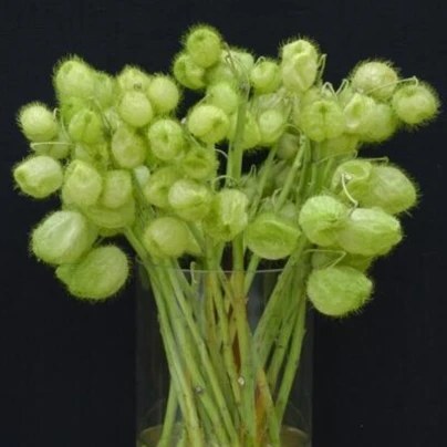 Ostnoplod Lví koule - Gomphocarpus physocarpus - osivo ostnoplodu - 30 ks