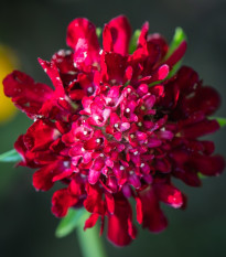 Hlaváč tmavočervený Fire King - Scabiosa atropurpurea - osivo hlaváče - 30 ks