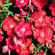 Hvozdík Chiba Red F1 - Dianthus interspecific - osivo hvozdíku - 18 ks