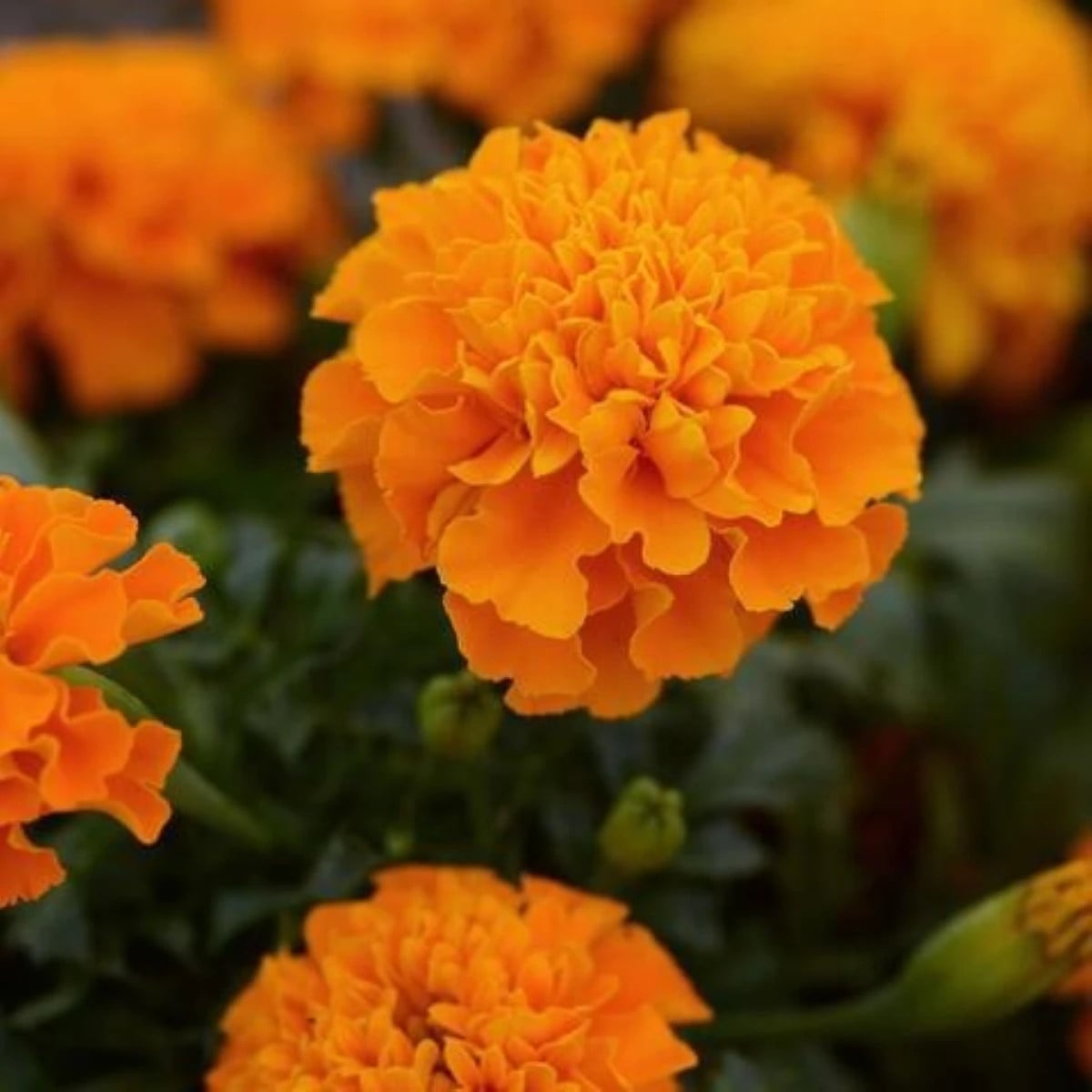 Aksamitník rozkladitý Hot Pak Orange - Tagetes patula - osivo aksamitníku - 30 ks