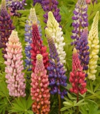 Lupina mnoholistá Russel Mix - Lupinus polyphyllus - osivo lupiny - 20 ks