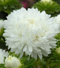 Astra King Size White - Callistephus chinensis - osivo astry - 50 ks