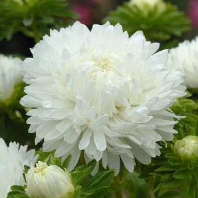 Astra King Size White - Callistephus chinensis - osivo astry - 50 ks