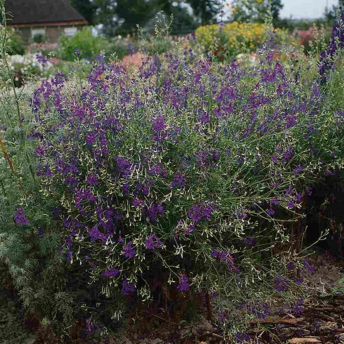 Stračka Blue Cloud - Delphinium consolida - osivo stračky - 50 ks