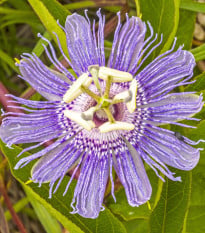Mučenka pletní - Passiflora incarnata - osivo mučenky - 4 ks