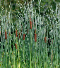 Orobinec úzkolistý - Typha angustifolia - osivo orobince - 15 ks