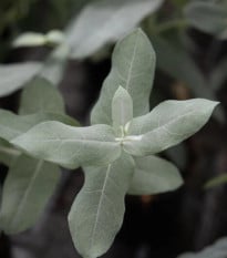 Eukalyptus Styx – Blahovičník – Eucalyptus globulus – osivo eukalyptu
