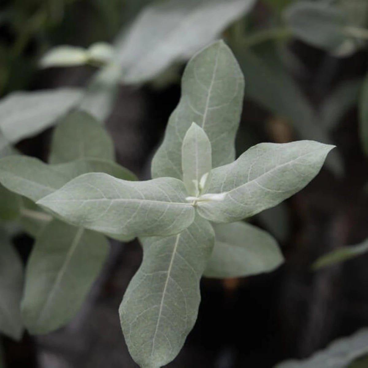Eukalyptus Styx – Blahovičník – Eucalyptus globulus – osivo eukalyptu