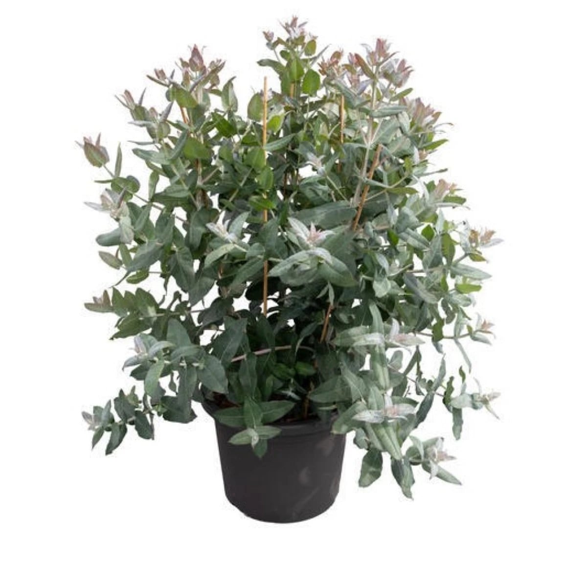 Eukalyptus Styx – Blahovičník – Eucalyptus globulus – osivo eukalyptu