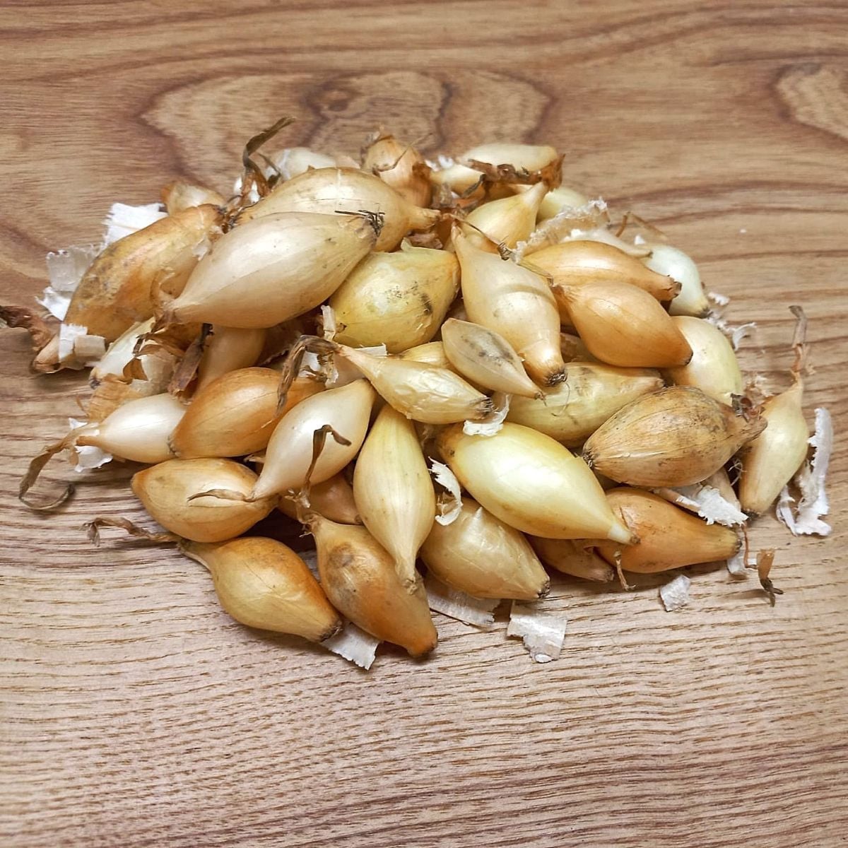 Cibule sazečka ozimá Winteria - Allium cepa - cibulky sazečky - 250 g