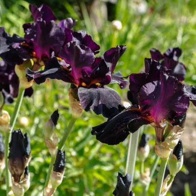 Kosatec německý Black Night - Iris germanica - hlízy kosatců - 1 ks