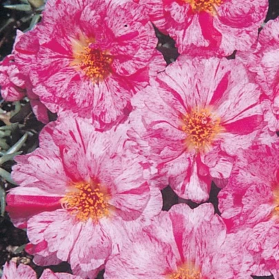 Šrucha zlatá Sundial Peppermint F1 - Portulaca grandiflora - osivo šruchy - 80 ks