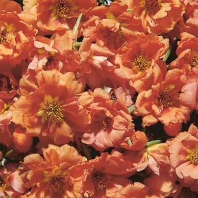 Šrucha zlatá Sundial Tangerine F1 - Portulaca grandiflora - osivo šruchy - 80 ks