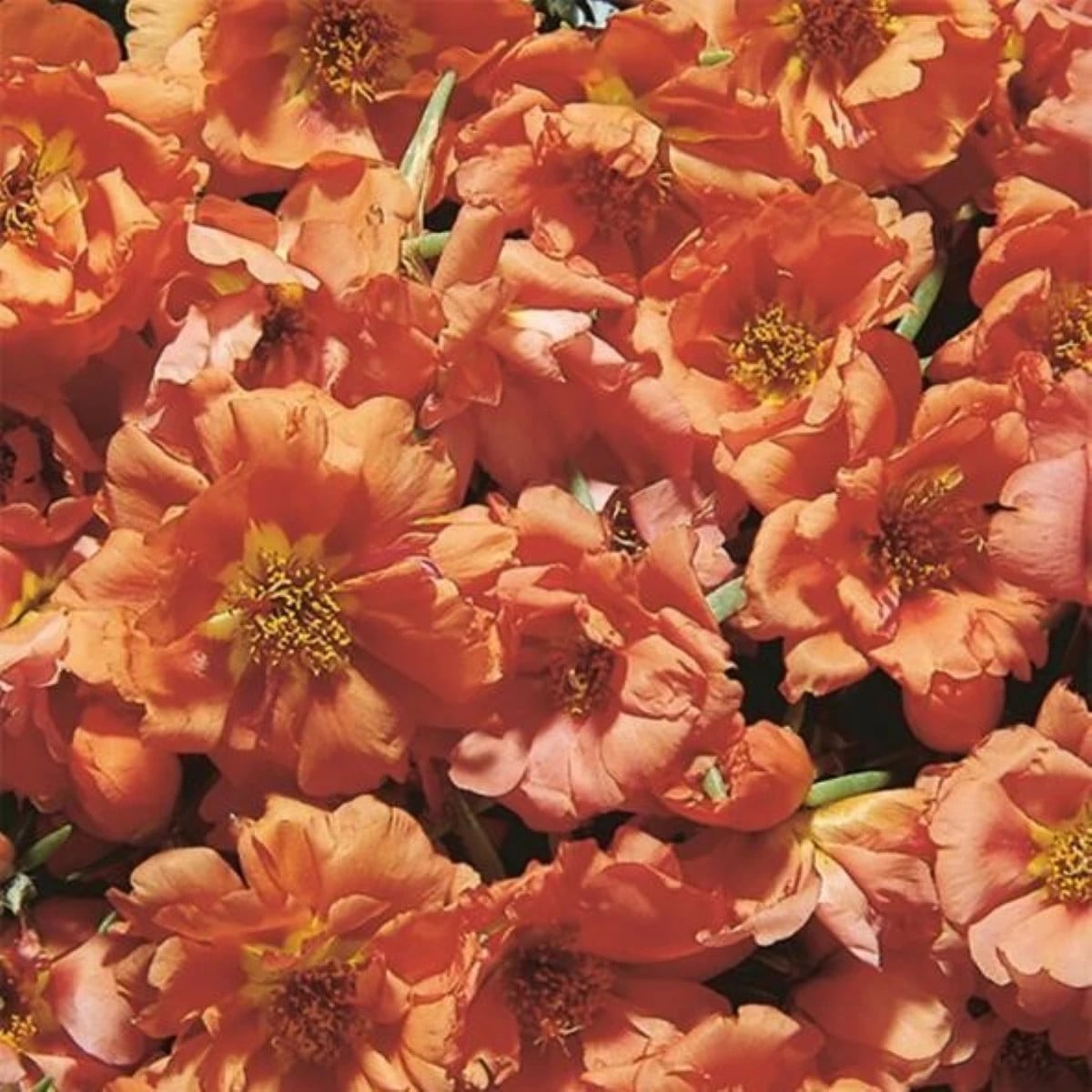 Šrucha zlatá Sundial Tangerine F1 - Portulaca grandiflora - osivo šruchy - 80 ks
