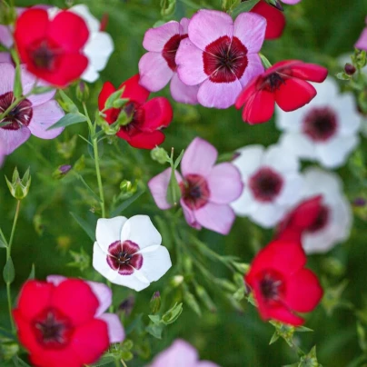 Len velkokvětý Tricolore - Linum grandiflorum - osivo lnu - 100 ks