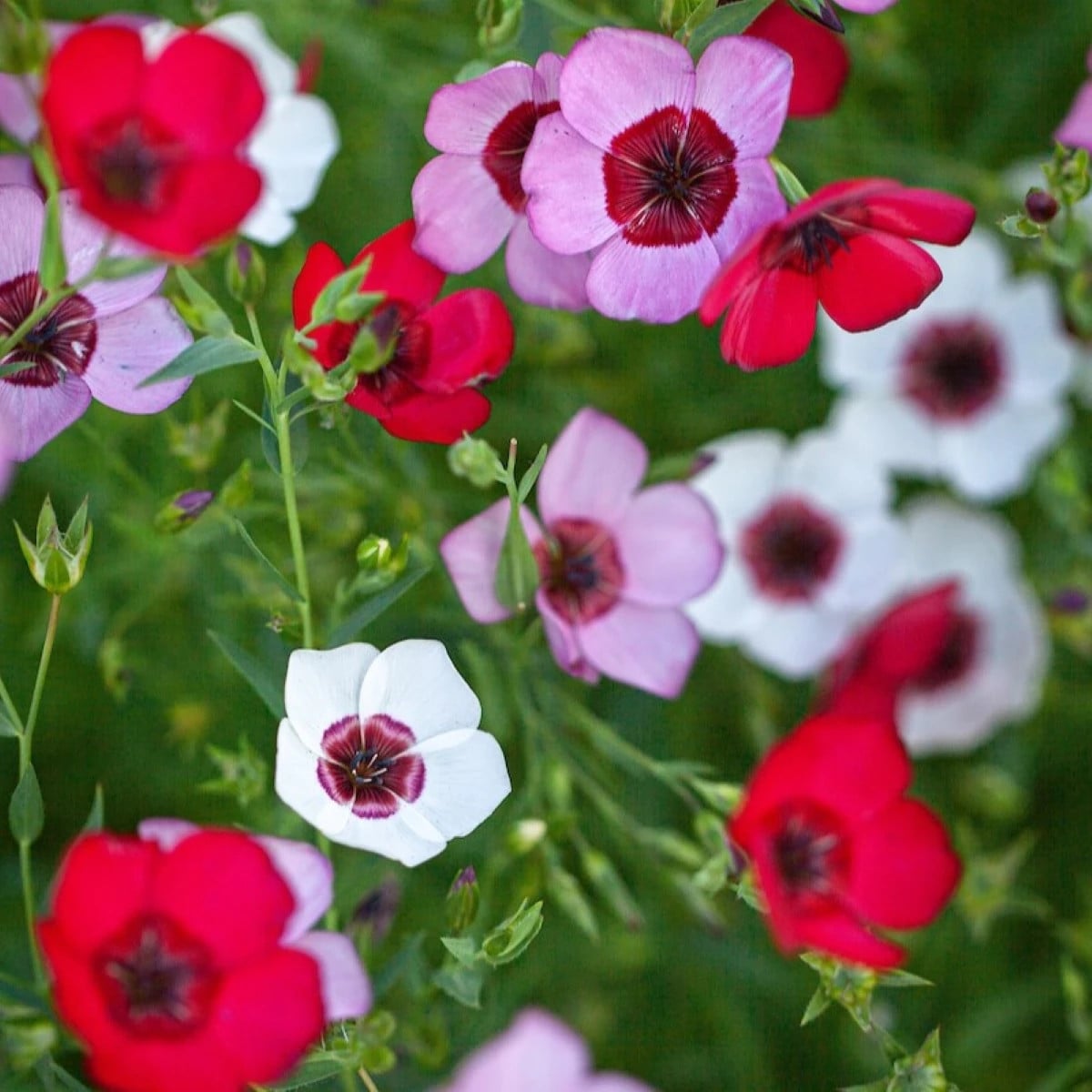 Len velkokvětý Tricolore - Linum grandiflorum - osivo lnu - 100 ks