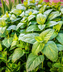 Meduňka Citra - Melissa officinalis - osivo meduňky - 100 ks