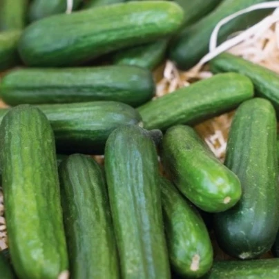 Okurka salátová Little Snack F1 - Cucumis sativus - osivo okurky - 8 ks