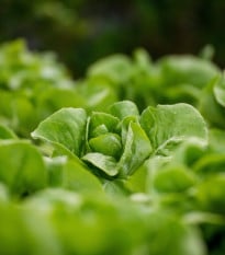 Salát hlávkový přezimující Humil - Lactuca sativa - osivo salátu - 100 ks