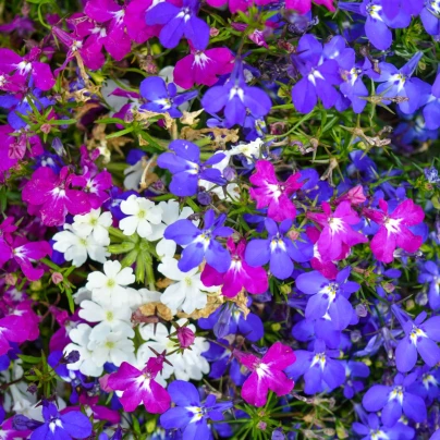 Lobelka převislá Color Cascade - Lobelia erinus pendula - osivo lobelky - 500 ks
