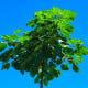 Paulovnie Shan Tong - Paulownia Shantong hybrid - osivo paulovnie - 15 ks