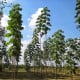 Paulovnie Shan Tong - Paulownia Shantong hybrid - osivo paulovnie - 15 ks