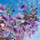 Paulovnie Shan Tong - Paulownia Shantong hybrid - osivo paulovnie - 15 ks