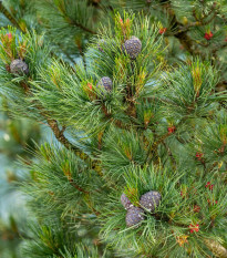 Borovice Limba - Pinus cembra - osivo borovice - 7 ks