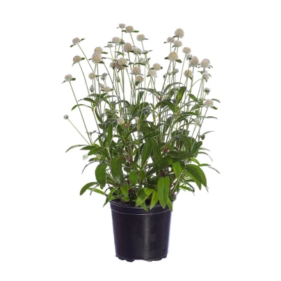 Pestrovka Ping Pong White - Gomphrena globosa - osivo pestrovky - 20 ks
