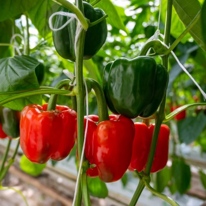 BIO Paprika Quadrato d Asti Rosso - Capsicum annuum - osivo papriky - 8 ks