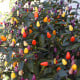 BIO Chilli Lila Luzi - Capsicum frutescens - bio osivo chilli - 8 ks