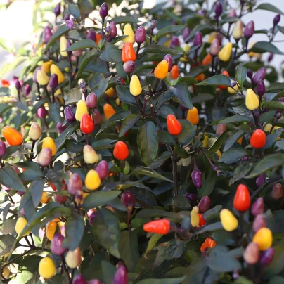 BIO Chilli Lila Luzi - Capsicum frutescens - bio osivo chilli - 8 ks