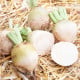 BIO Řepa červená Albina Vereduna - Beta vulgaris conditiva - bio osivo řepy - 50 ks