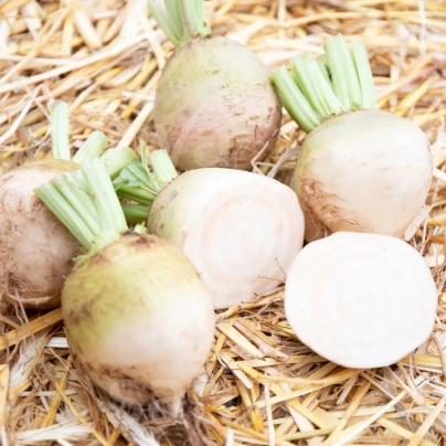 BIO Řepa červená Albina Vereduna - Beta vulgaris conditiva - bio osivo řepy - 50 ks
