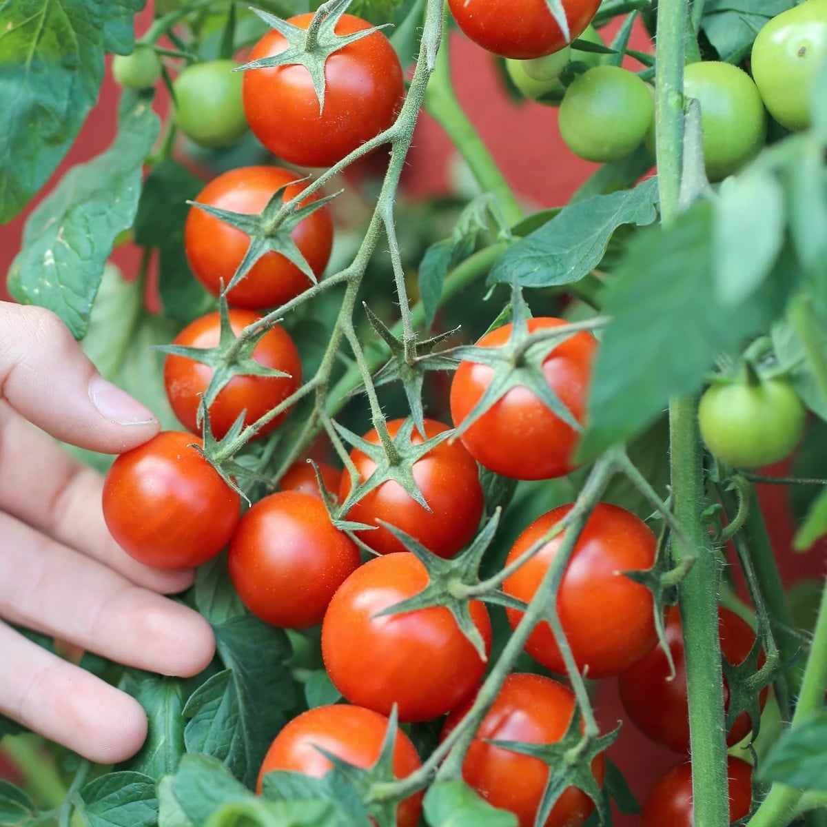 Rajče keříčkové balkónové Vilma - Solanum lycopersicum - osivo rajčat - 21 ks
