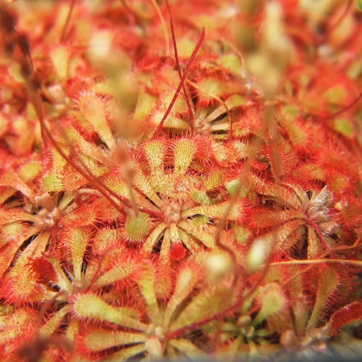 Rosnatka spathulata - Drosera spathulata - osivo rosnatky - 10 ks